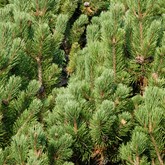 Mugo Pine